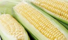 Почему человеческое тело не переваривает кукурузу?