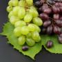 Виноград полезные свойства и противопоказания