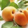 Как использовать ядра абрикосовых косточек?